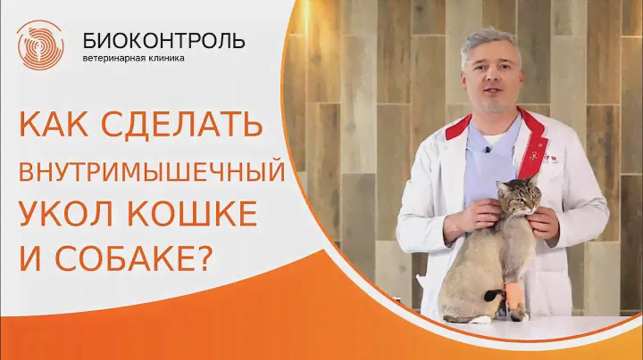 💉 Как сделать внутримышечную инъекцию кошке и собаке? Внутримышечная инъекция кошке и собаке. 18+